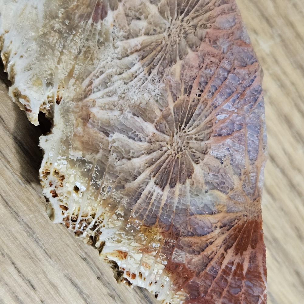 Fossized Coral Lapidary Slab 78 Grams