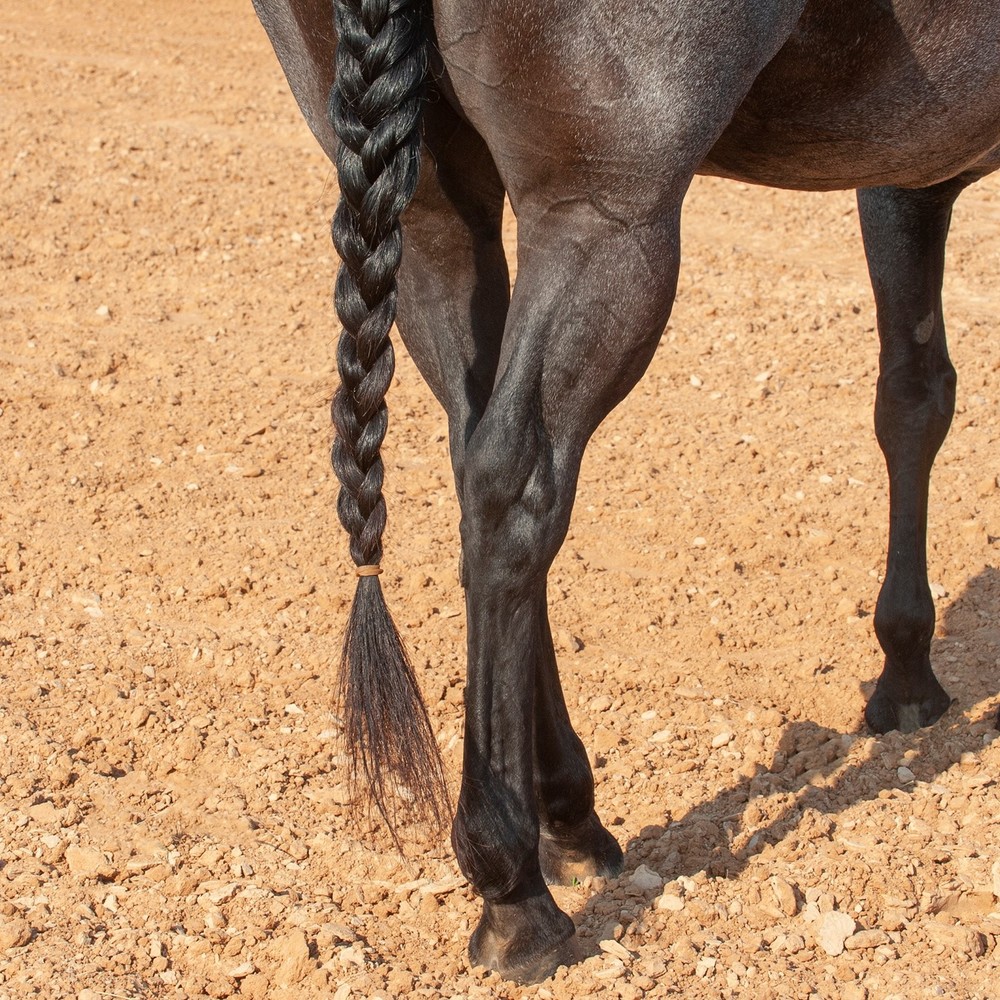 Classic Equine Tail Rubber Bands 50 Pack Durable Braiding Bands