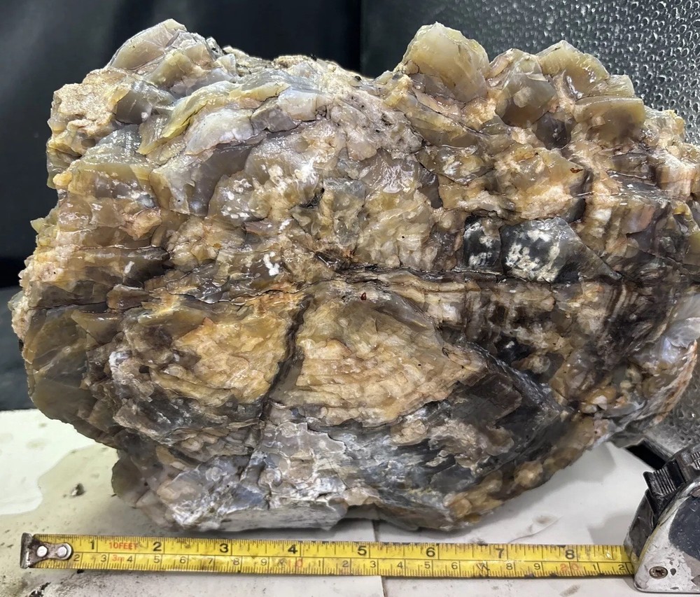 Silver Creek Junction petrified wood