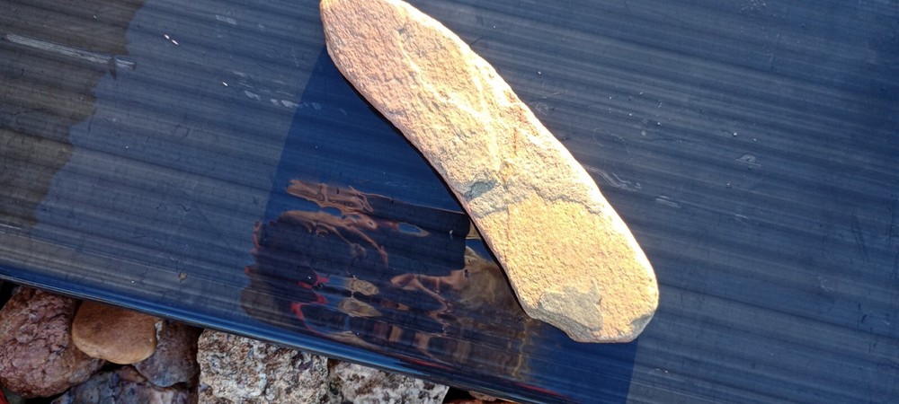 Dragonfly Wing Petrified Fossil Genuine
