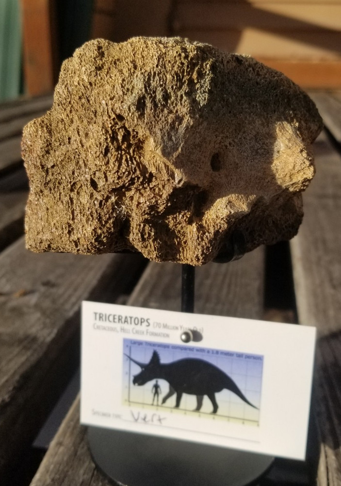 Nice Triceratops Vert Section Fossil Specimen Cretaceous Hell Crk MT Recent Dig