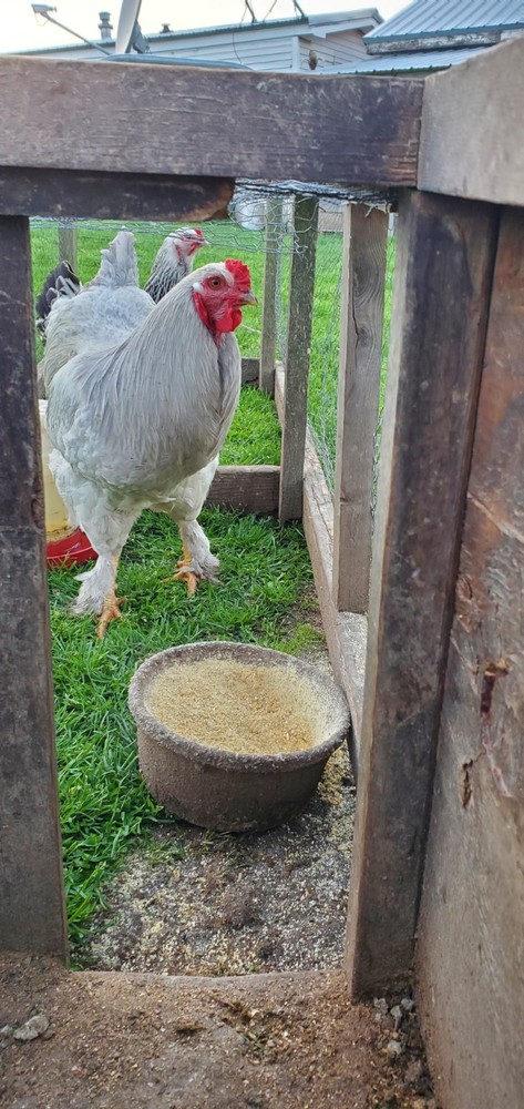 Self Blue Light Columbia Brahma Hatching Eggs 6+