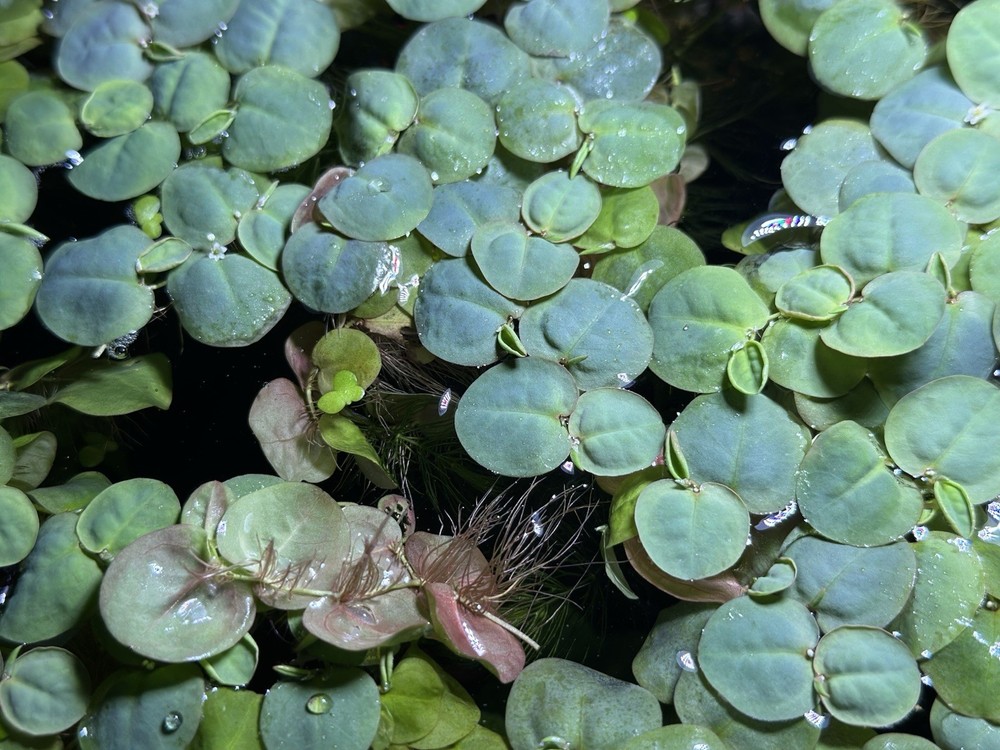 Red Root Floaters - Live & Healthy Floating Aquarium Plants