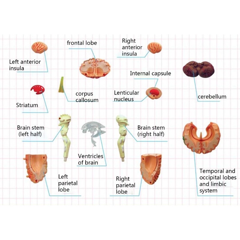 Brain Display Teaching Medical Model Organs Model for Science Classroom Study