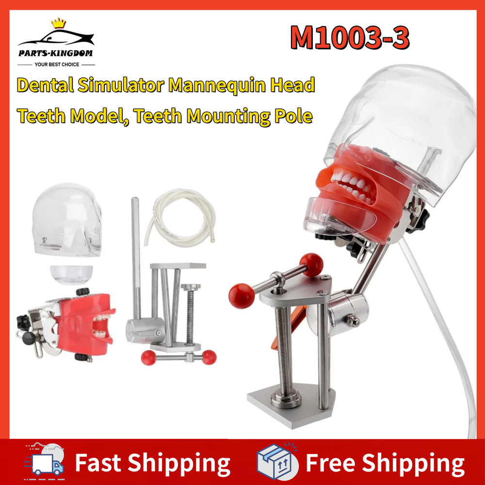 Dental Simulator Mannequin Head Teeth Model Typodont Model &Teeth Mount Pole New