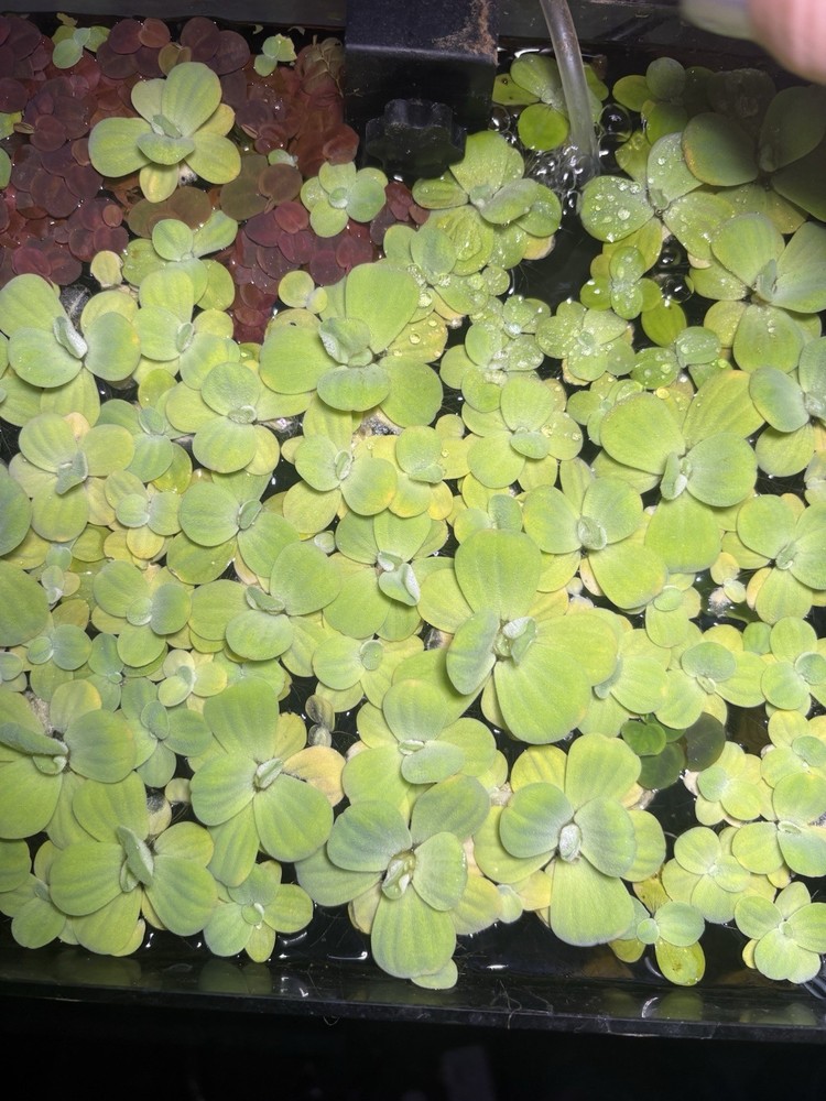 Dwarf Water Lettuce Floating Aquarium Plant