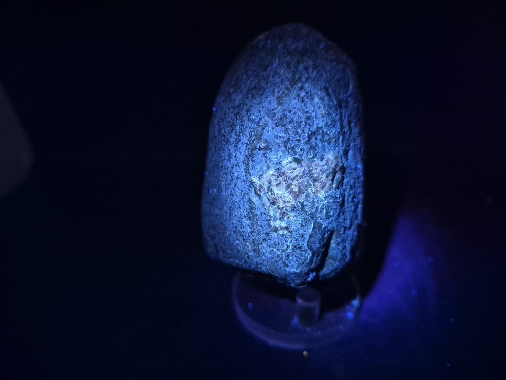 Real Permineralized Dinosaur Half Egg Embro