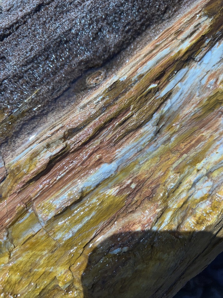 PETRIFIED LOG Large Piece.