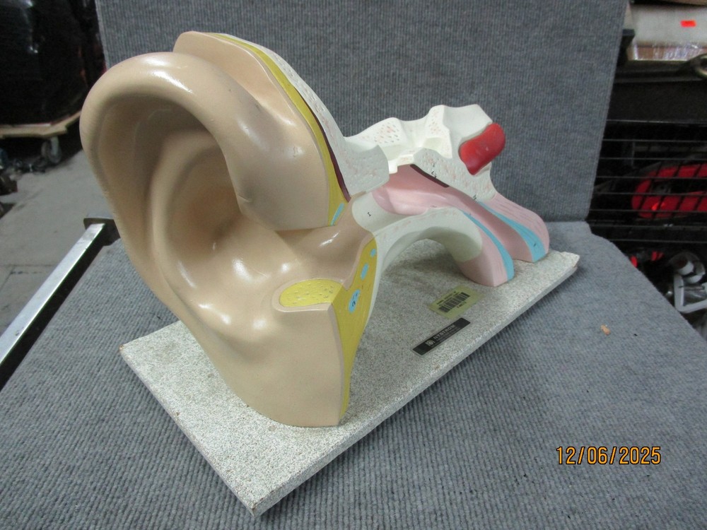 Vintage Nystrom Large Ear Teaching Model