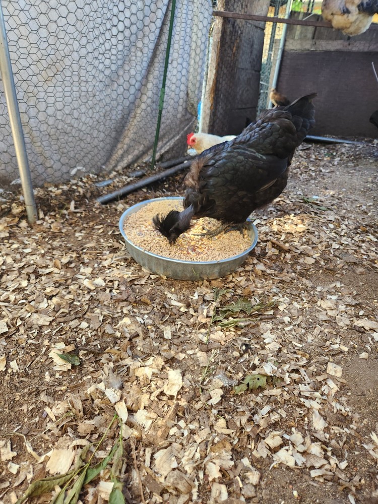 Bantam mystery egg Hatch 18 eggs