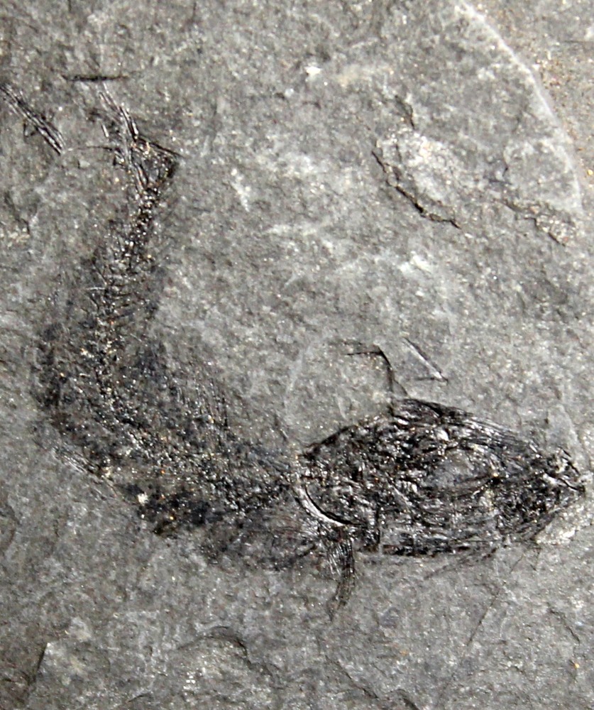 Clupeidae - Oligocene fossil fish
