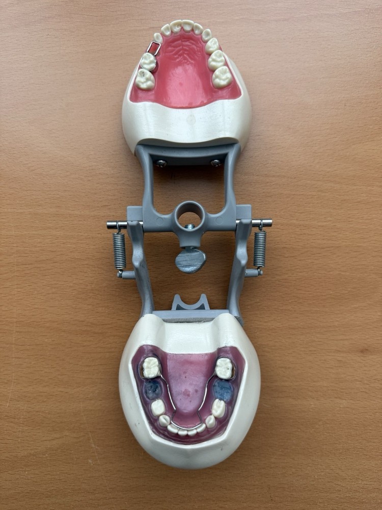 Columbia Dental Dentoform Model 760
