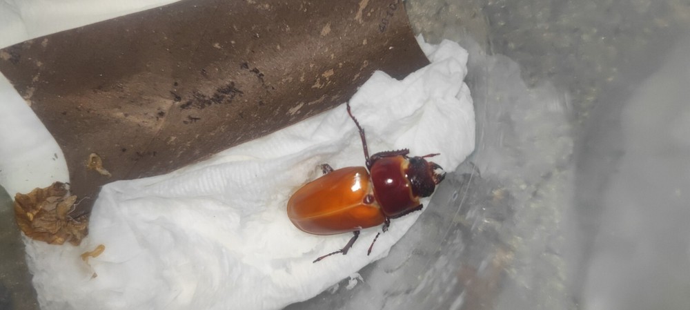 Beetle Spawning and Breeding substrate (flake soil) 6.6lb one pack