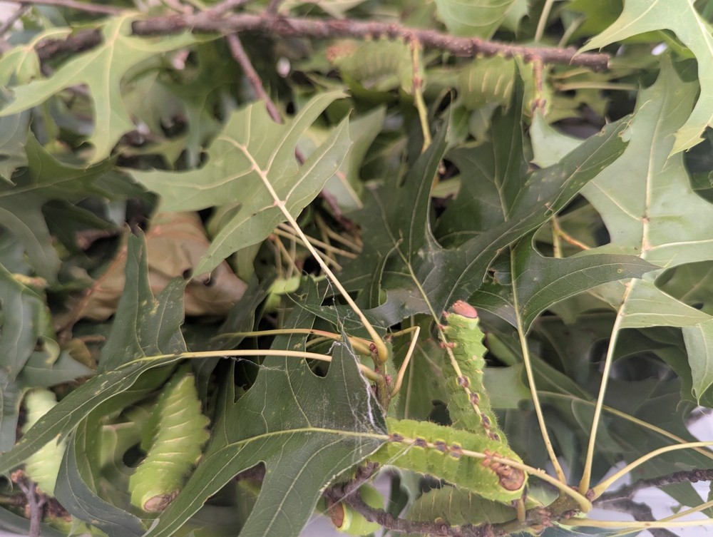 Polyphemus moth cocoon (Saturniidae, Antheraea polyphemus)