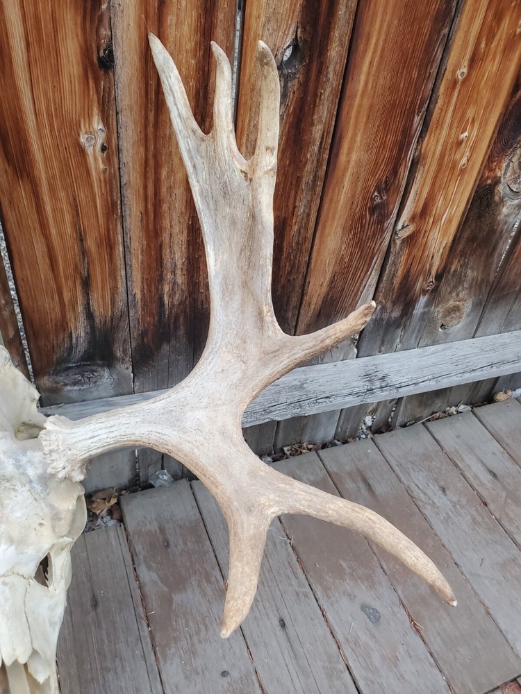 Shiras Moose European Mount
