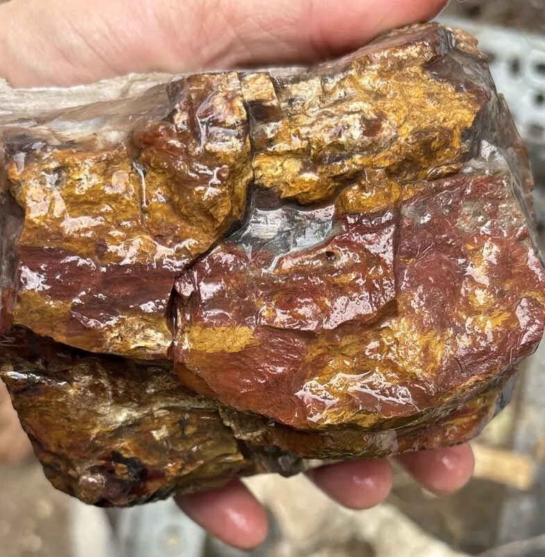 Silver Creek Junction Petrified Wood