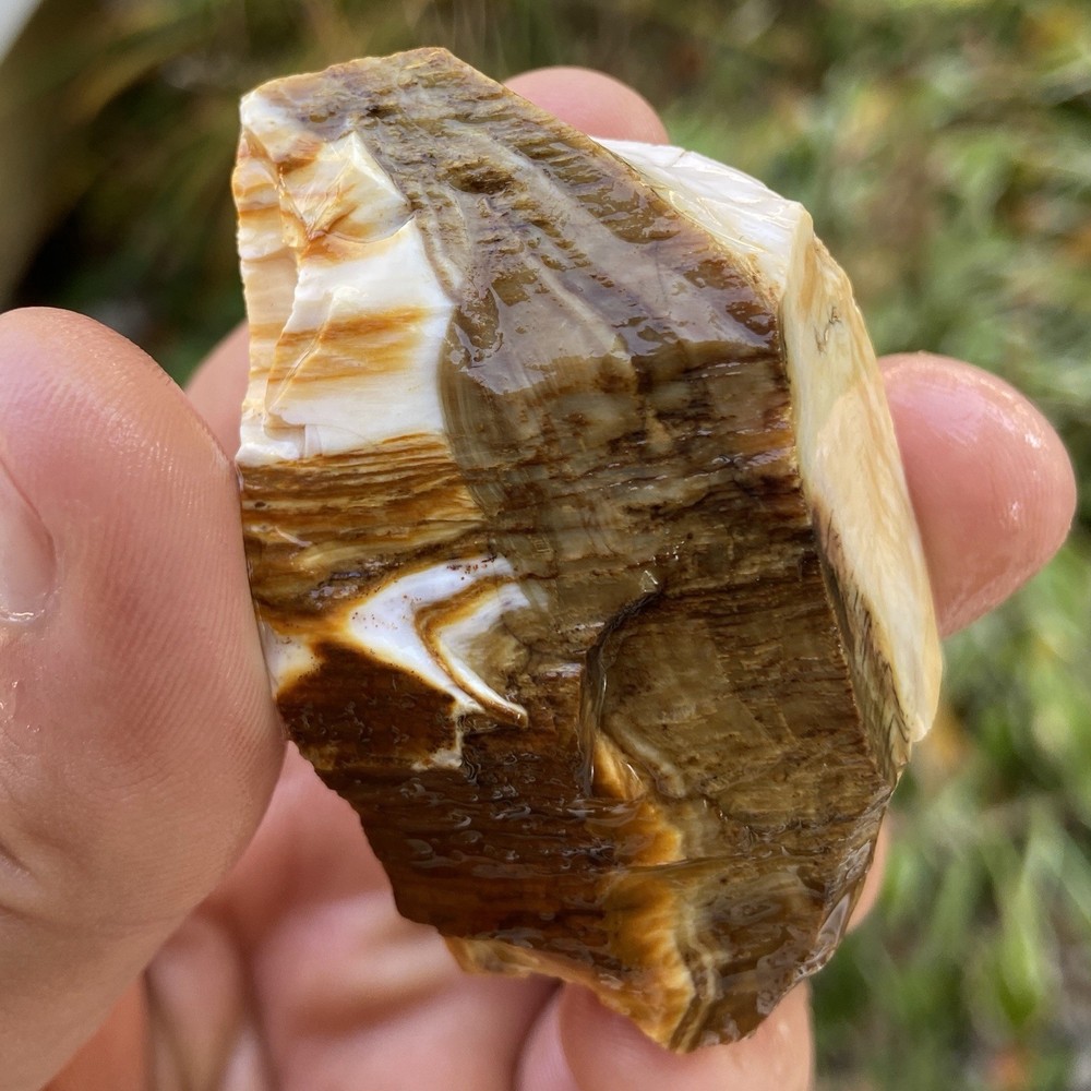 White Agatized Petrified Wood Rough 2.79 Oz
