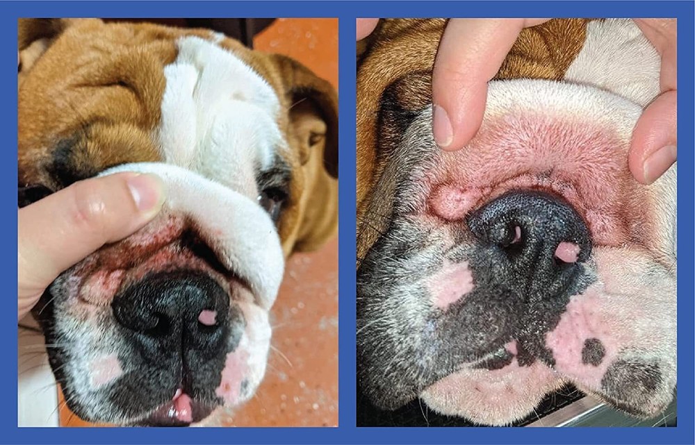 Squishface Flexible Silicone Dog Wrinkle Paste Applicator - Gentle Application
