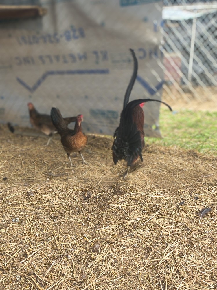 6 Penny Pure Hatching Eggs