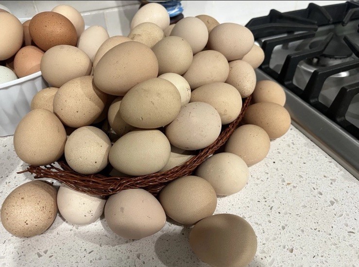 6 + 1 Guinea Fowl Hatching Eggs