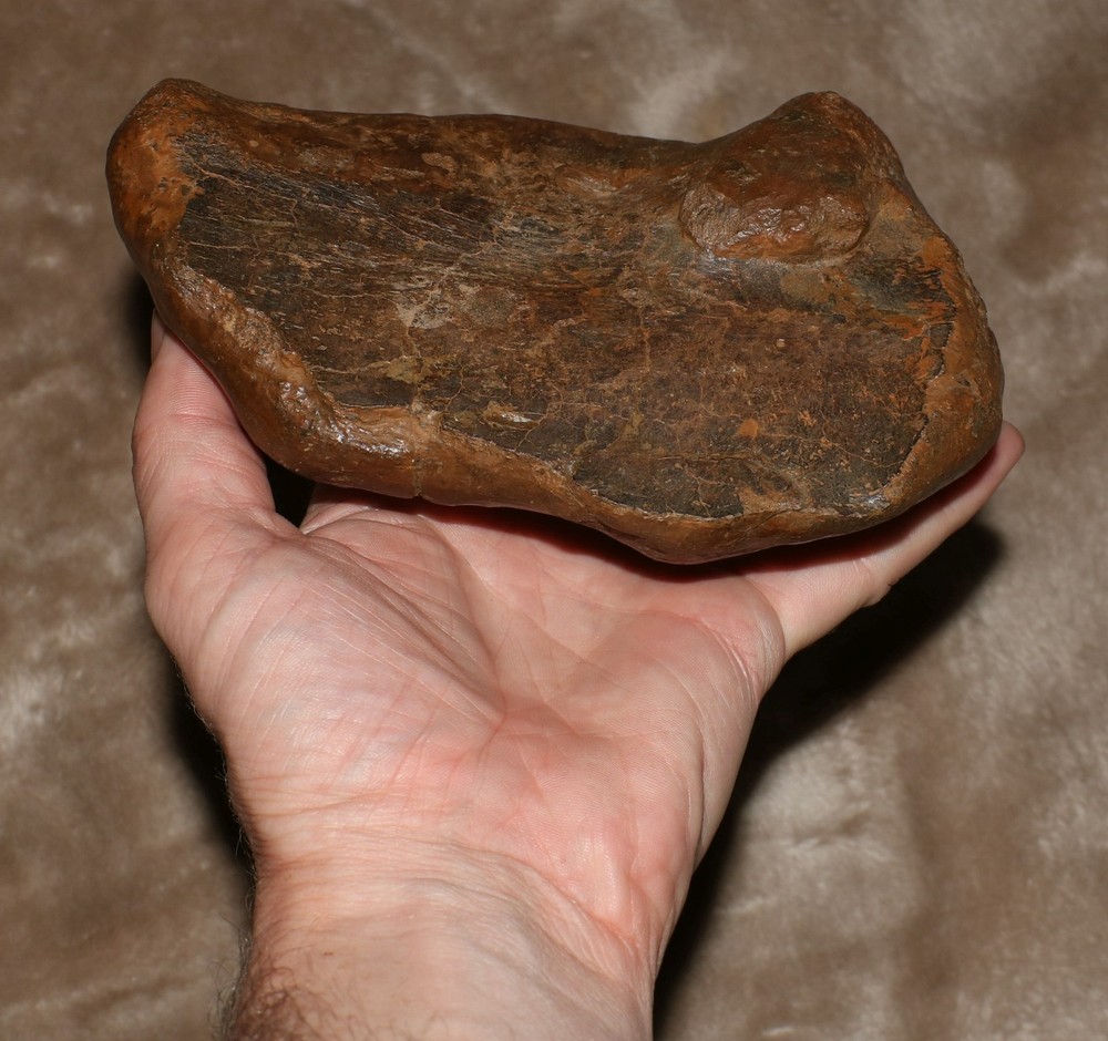 Unknown Dinosaur Bone Fossil - Heavy Thick Skull Hell Creek Formation Cretaceous