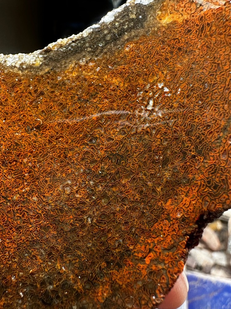 Dinosaur bone rough **hxtled end cut.