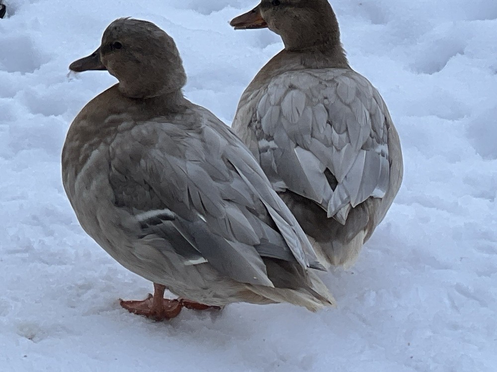 Call Duck Hatching Eggs 10