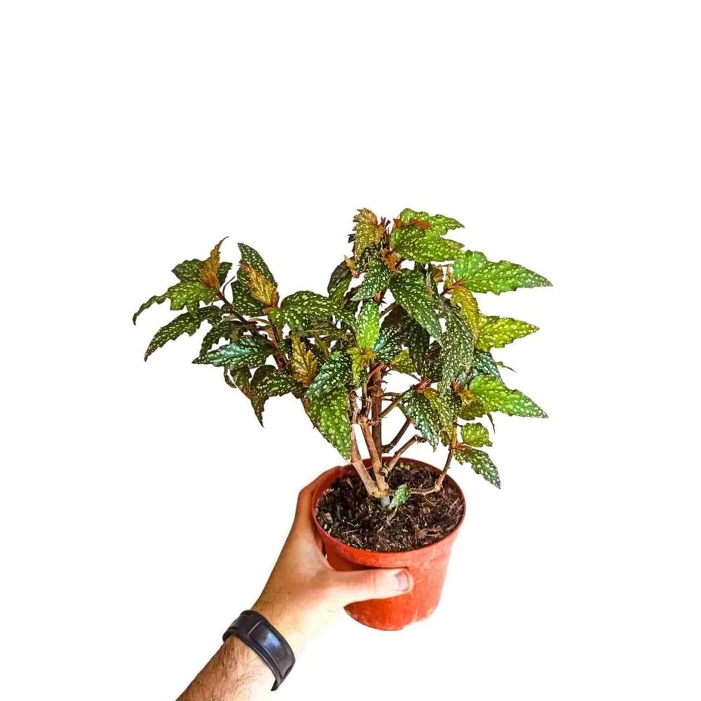 Angel Wing Begonia Medora