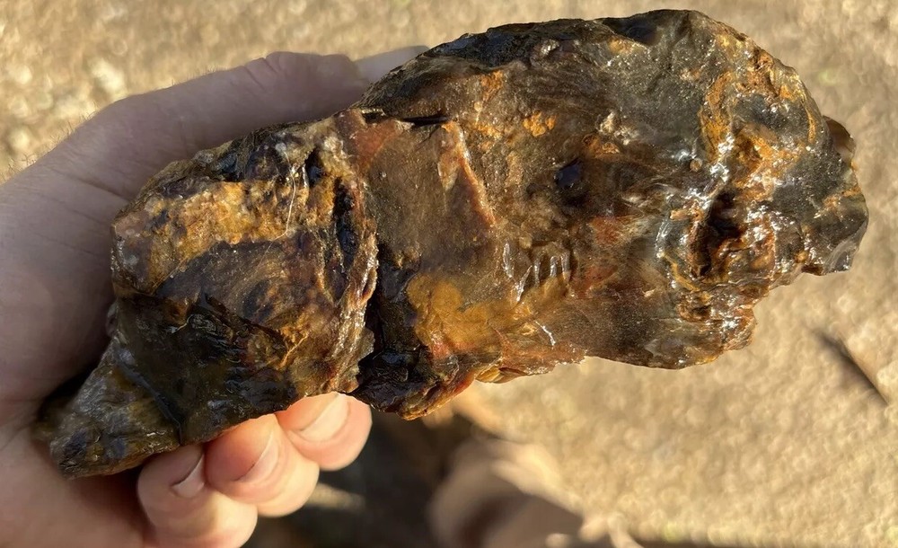 Silver Creek Junction Petrified Wood