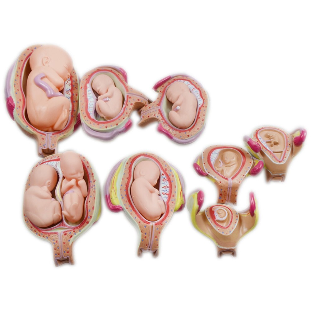 8Pcs PVC Human Anatomical Pregnancy Embryonic Development Process Teaching Model