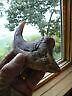 HUGE Deinonychus velociraptor claw replica 7" REPLICA