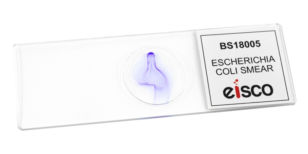 Escherichia Coli Smear, Prepared Microscope Slide - 75x25mm - Eisco Labs