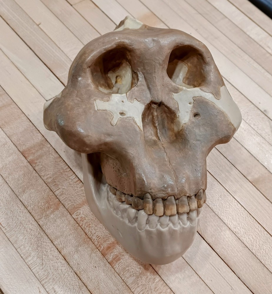 Vintage Somso Australopithecus Boisei Replica Anatomy Educational Skull Model