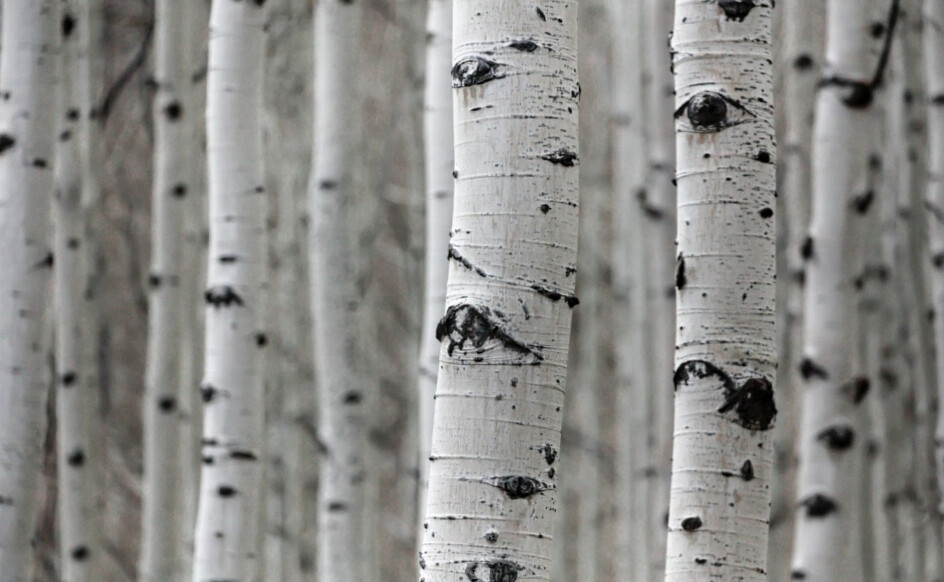 Aspen Bark ( Populus Tremula ) FREE SHIPPING