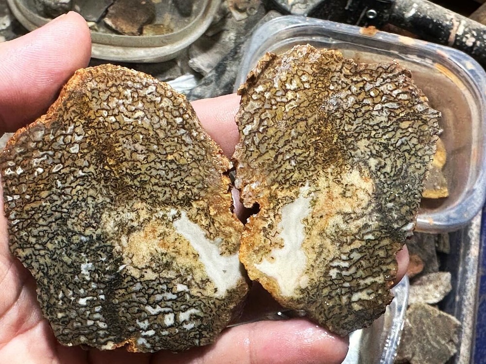 Dinosaur bone rough fortified wash split.