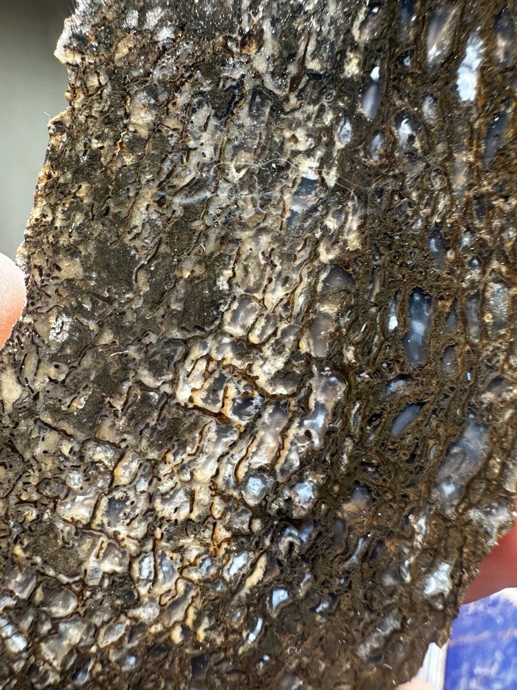 Dinosaur bone rough **hxtled end cut.