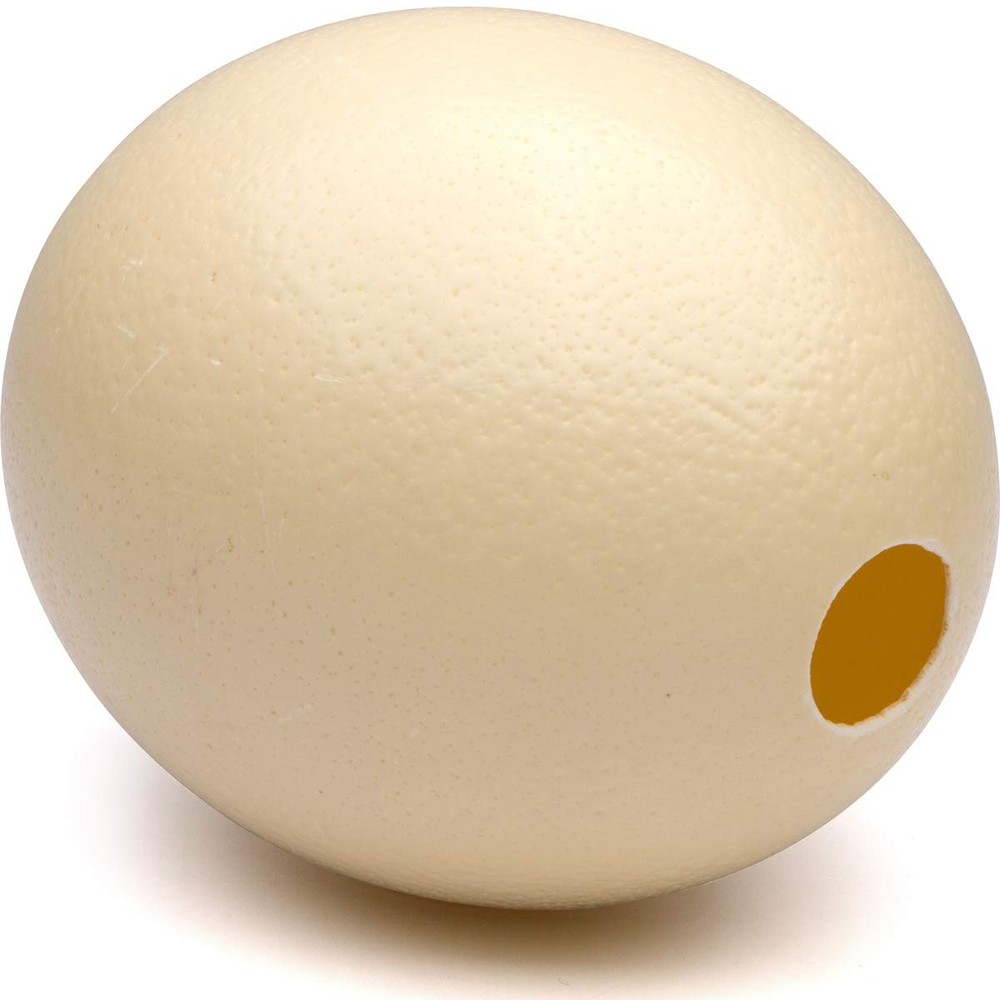 Premium Ostrich Eggshell Grade A, Large Size