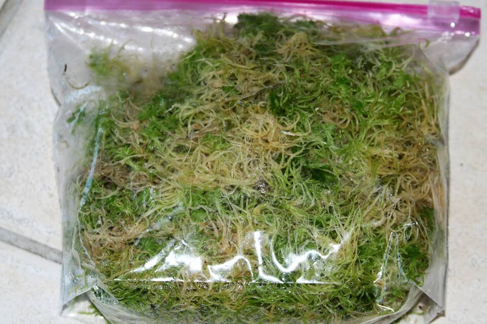 LIVE SPHAGNUM MOSS - 1 QUART BAG
