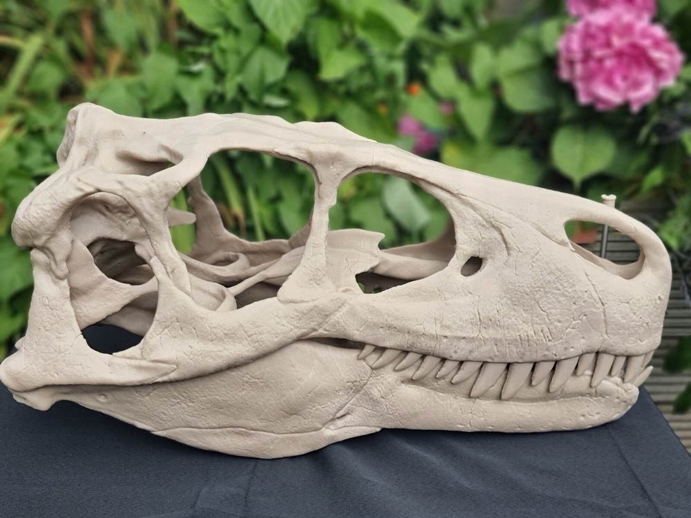 Utahraptor Life-size Dinosaur Replica Skull