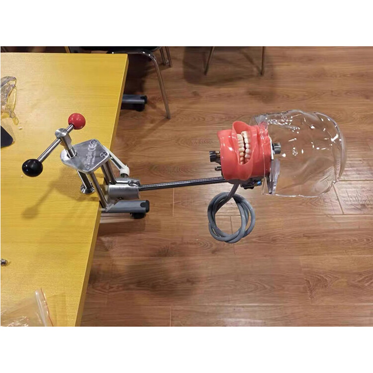 Desktop Mounted Dental Manikin Phantom Head Simulator Head Model for Training US