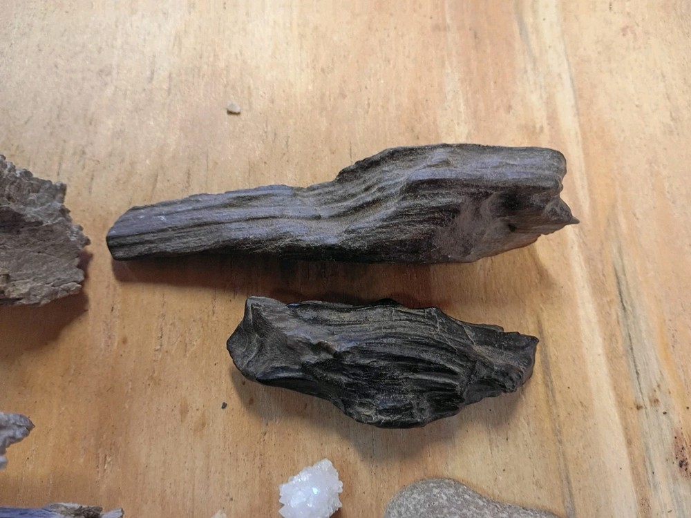 Texas Petrified Wood For Display Quartz Fossil