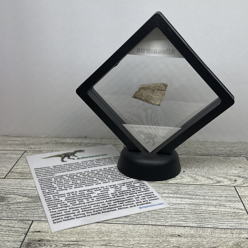 Allosaurus Extinct Dinosaur Bone Fossil with Display Case