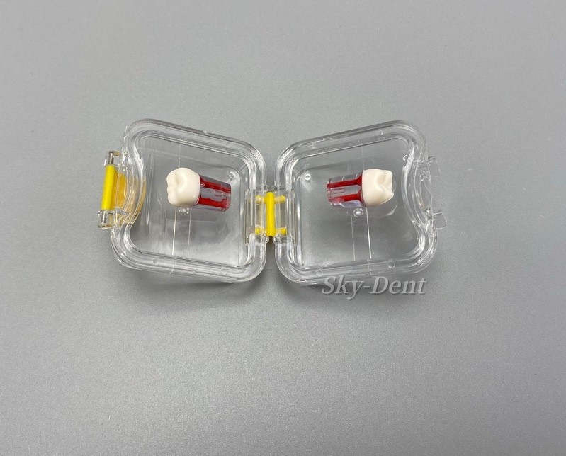 Plastic Denture Teeth Acrylic Membrane Hinged Display Case Jewelry Storage Box