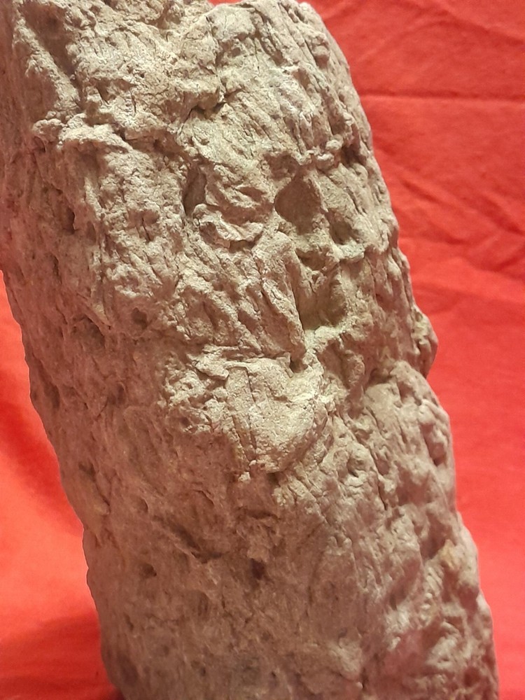 Stigmaria Fossil Root #1 Lepidodendron Carboniferous Lycopsid Tree found in WV