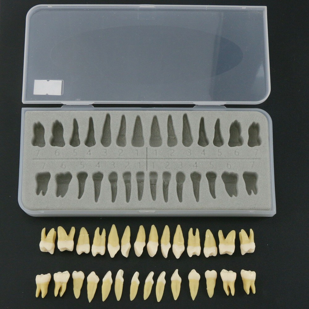 Dental 1: 1 Permanent Teeth Demonstration Implant Teaching Study Model 28pcs/kit