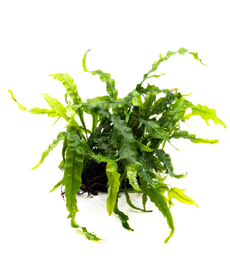 Java Fern 'Fork Leaf' on Nutripad - Rare Live Aquatic Plant