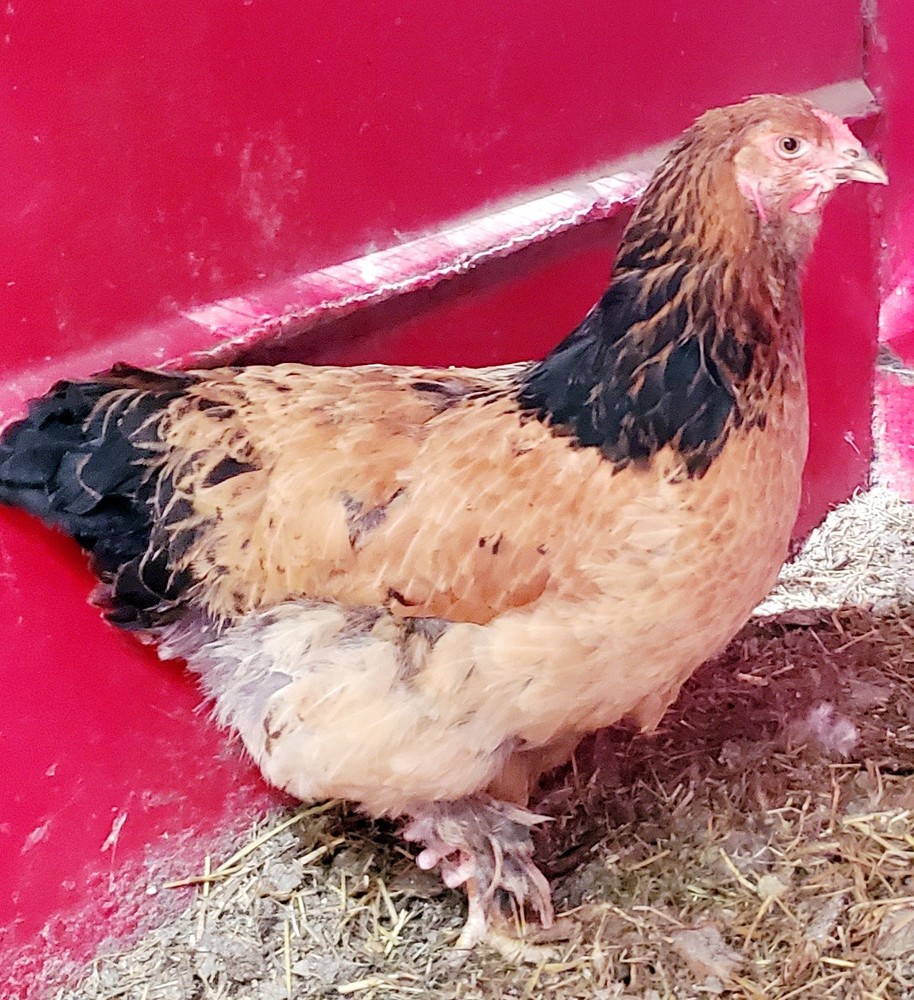 Blue Buff Columbia Brahma Hatching Eggs 8+