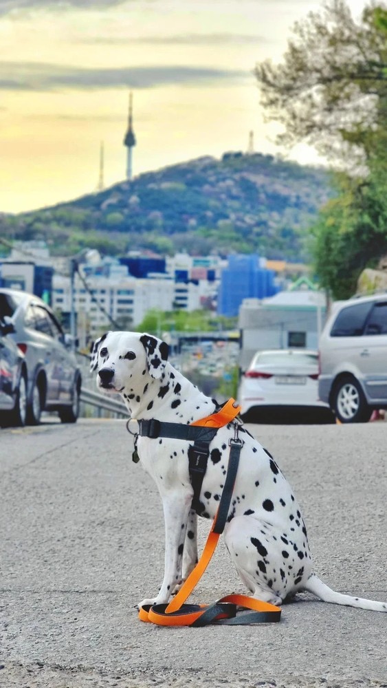 Dog Harness No Pull Premium Adjustable Reflective | Boondog 0109 Khaki Orange