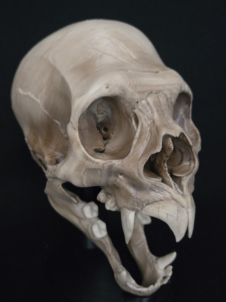 Vampire Skull - Realistic