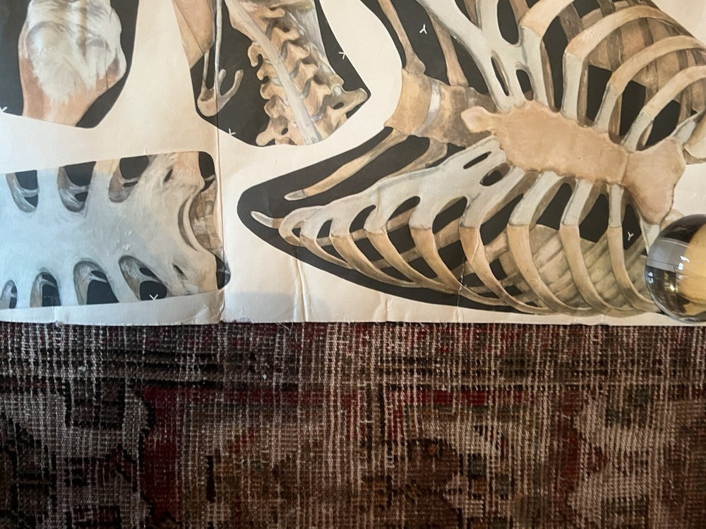 Pull Down Anatomical School Chart. Beautiful Colors! Original 1960s!